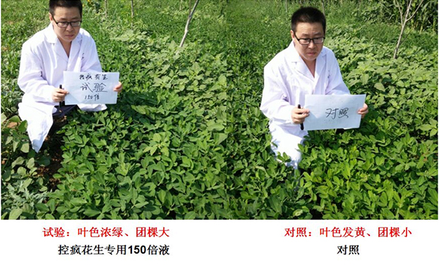 “控瘋”花生專(zhuān)用產(chǎn)品的試驗(yàn)報(bào)告(圖2)