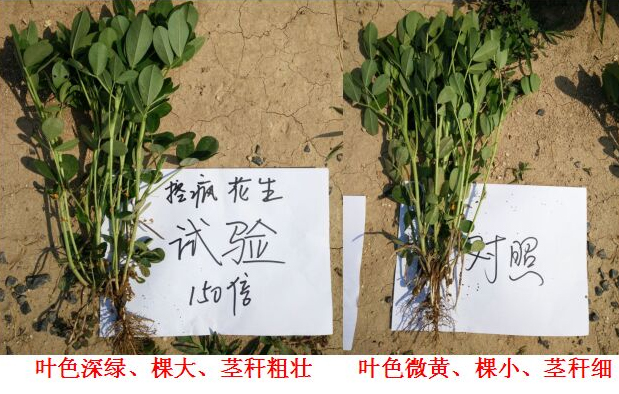 “控瘋”花生專(zhuān)用產(chǎn)品的試驗(yàn)報(bào)告(圖4)