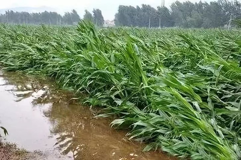 暴雨過后，應做好這些事！(圖2)